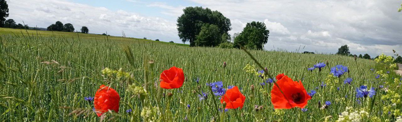 Serowarski Sklep - baner